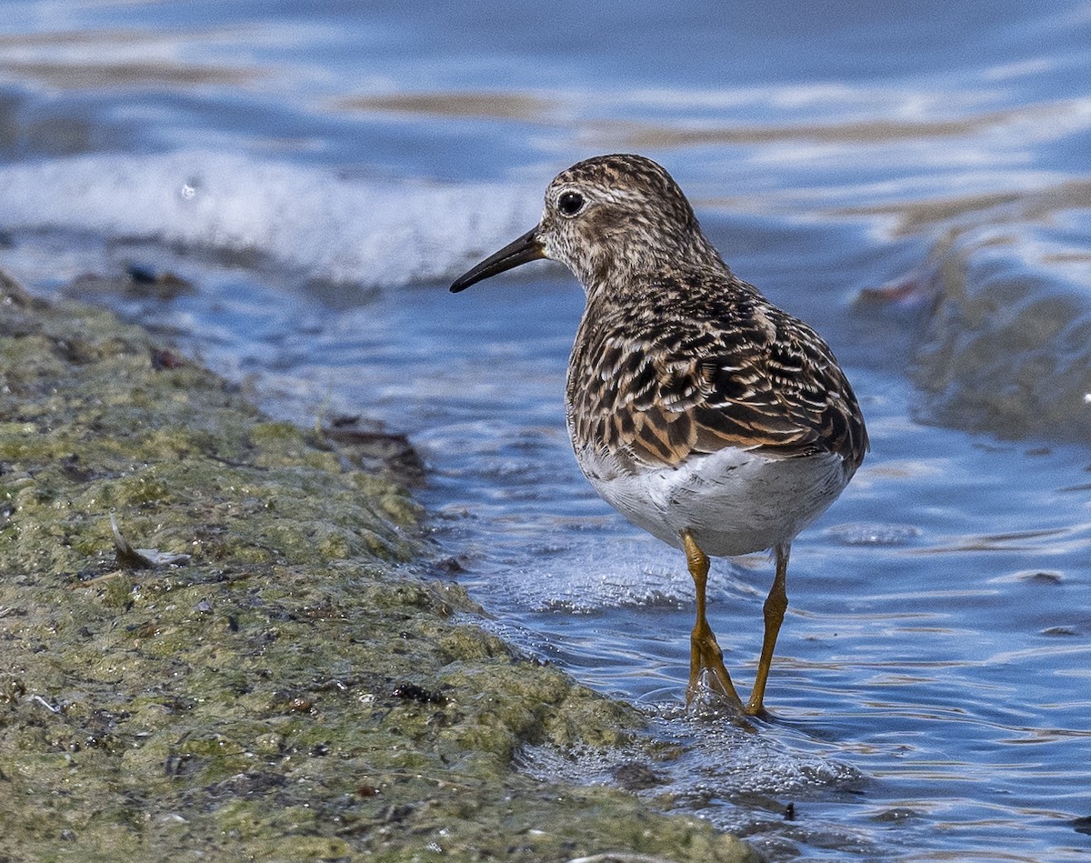 Least Sandpiper - Louisa Evers