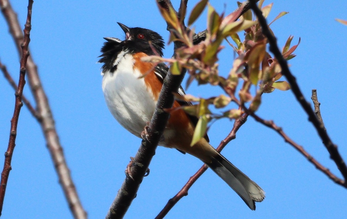 Eastern Towhee - ML618061648