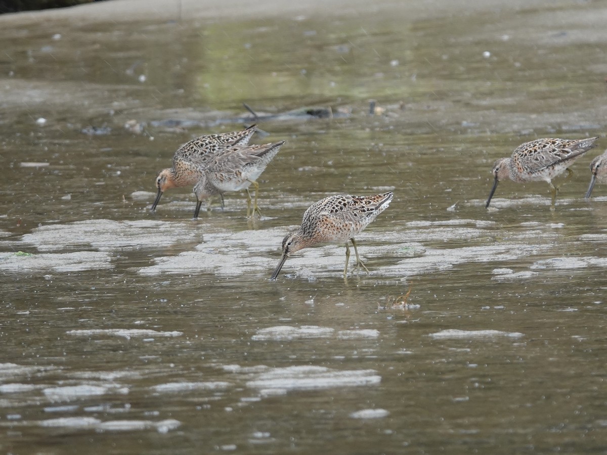 Short-billed Dowitcher - ML618061652