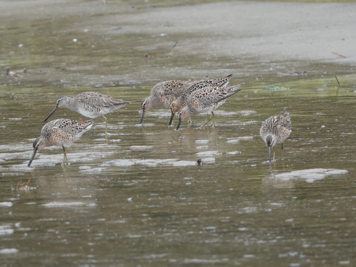 Short-billed Dowitcher - Donna Nordstrom