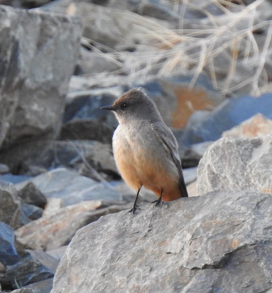 Say's Phoebe - ML618061672