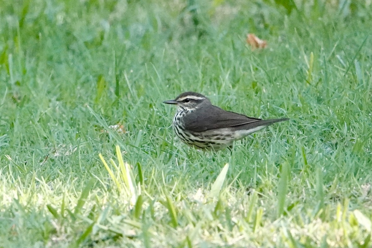 Northern Waterthrush - Kenna Sue Trickey