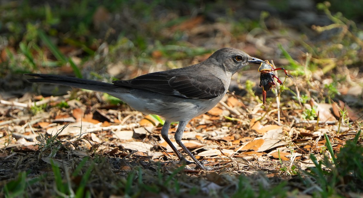 Northern Mockingbird - ML618061699