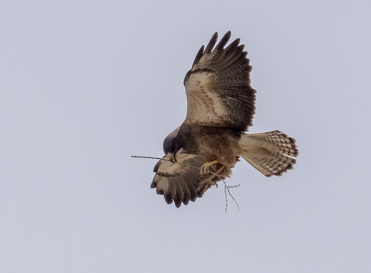 Swainson's Hawk - Louisa Evers