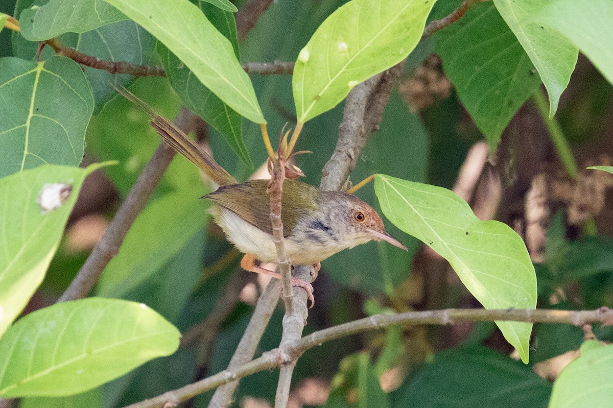 Rotstirn-Schneidervogel - ML618061706