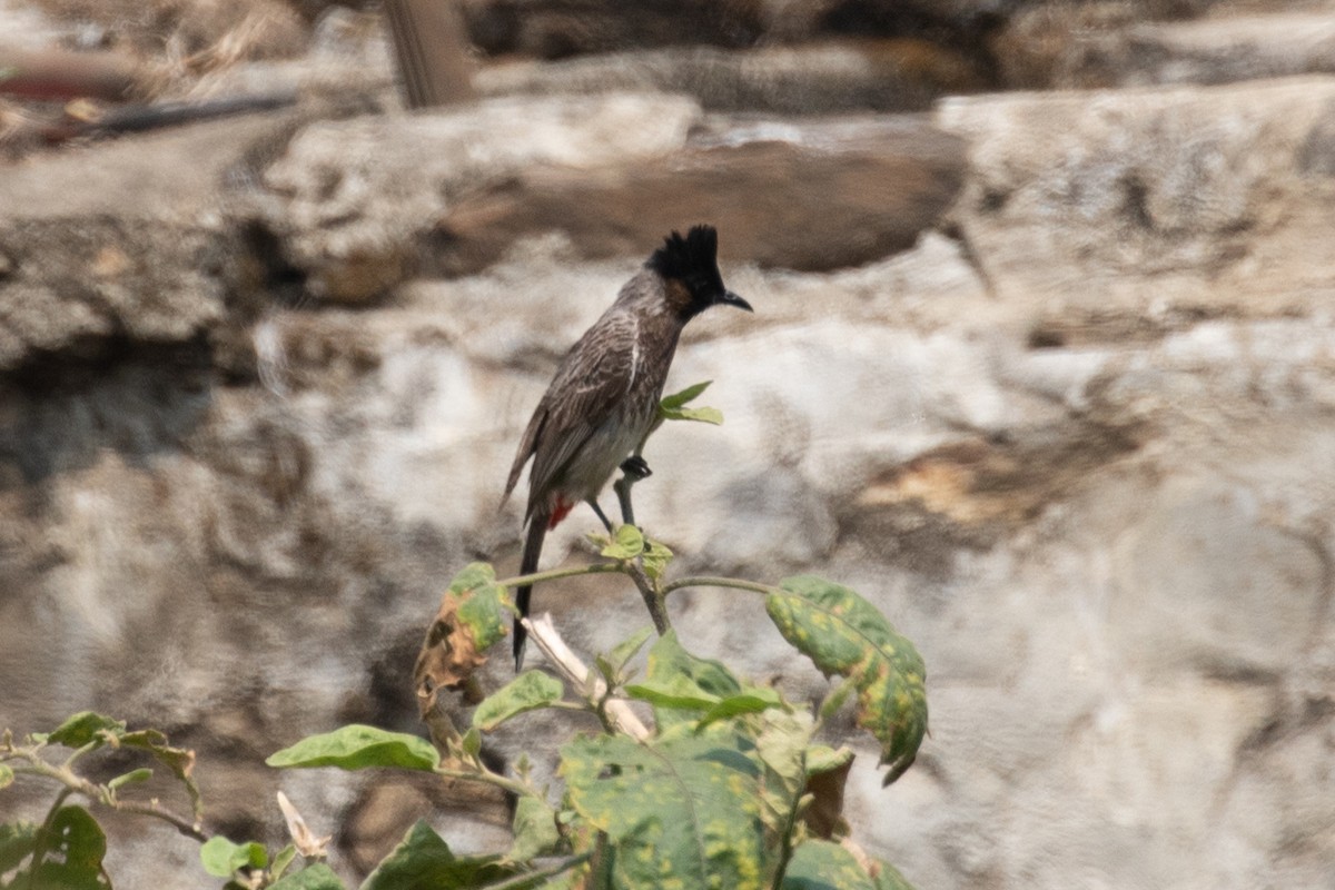 Red-vented Bulbul - ML618061708