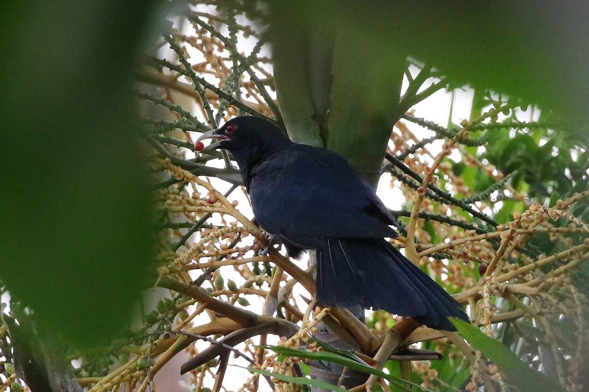 Asian Koel - Kevin Thomas