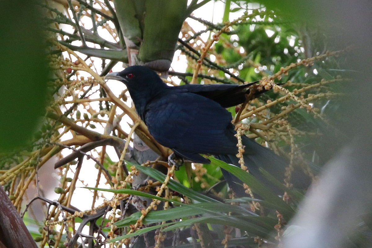 Asian Koel - ML618061727