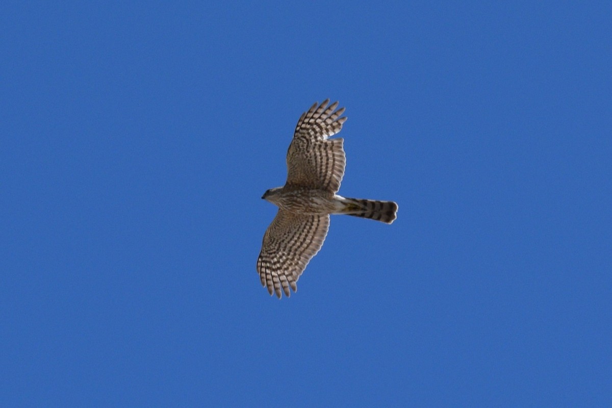 Sharp-shinned Hawk - ML618061730