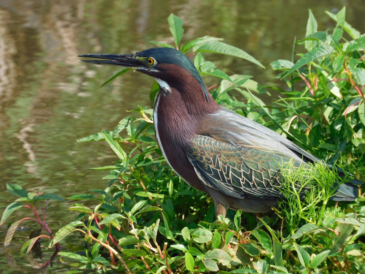 Green Heron - ML618061741