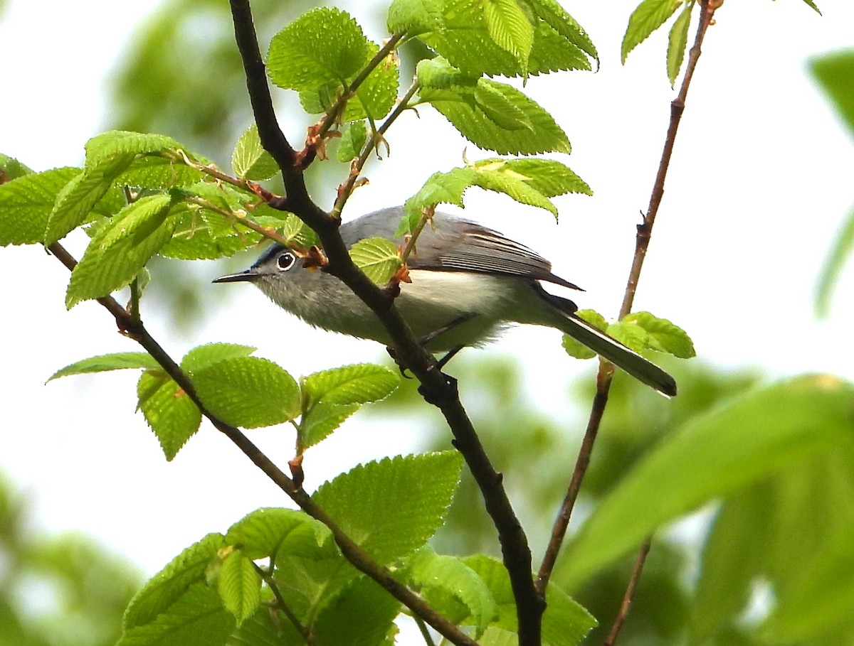 Blue-gray Gnatcatcher - ML618061749