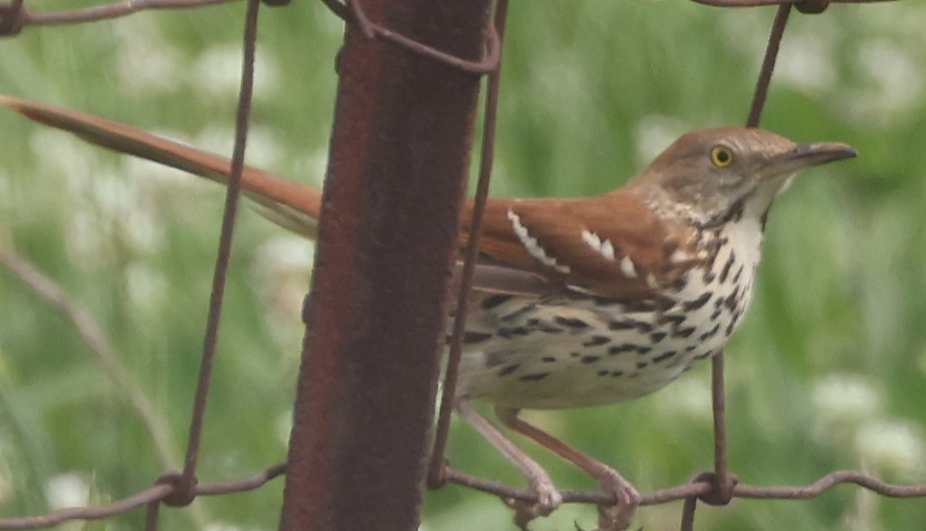 Brown Thrasher - Duane Yarbrough