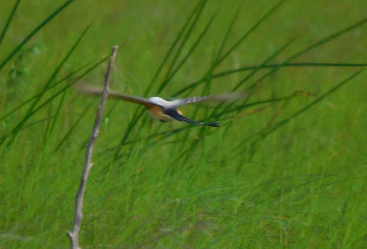 Scissor-tailed Flycatcher - ML618061772