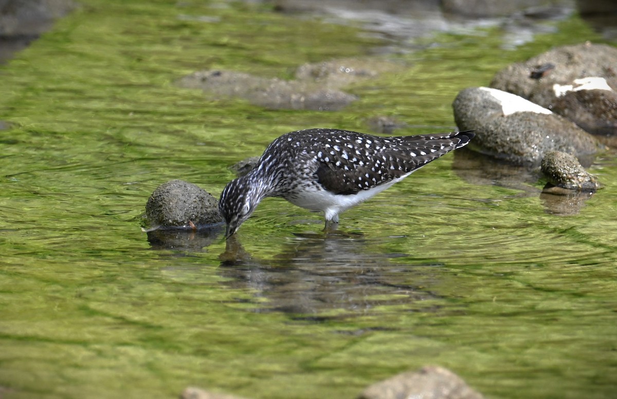 Solitary Sandpiper - ML618061795