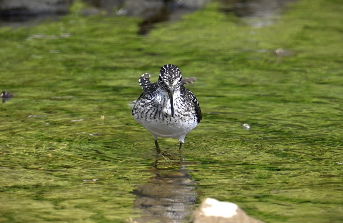 Solitary Sandpiper - ML618061797