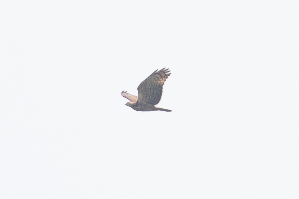 Oriental Honey-buzzard (Northern) - Xiaoni Xu