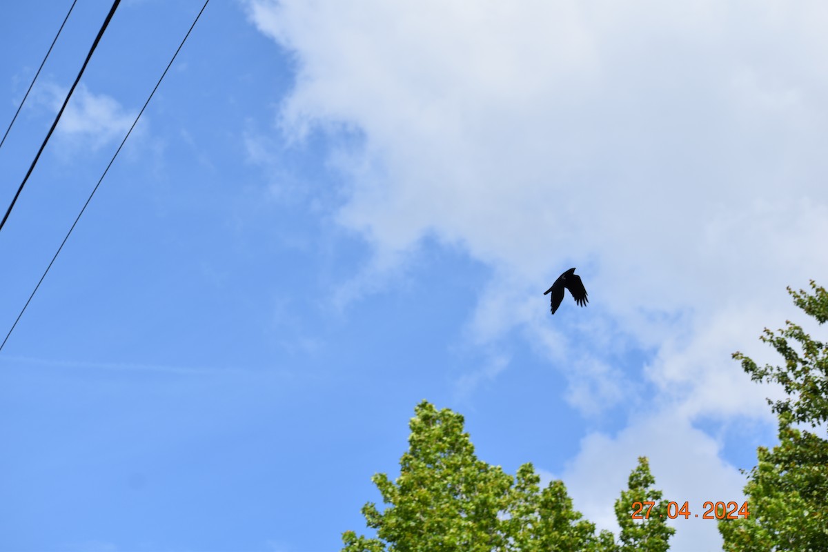 Fish Crow - ML618061823