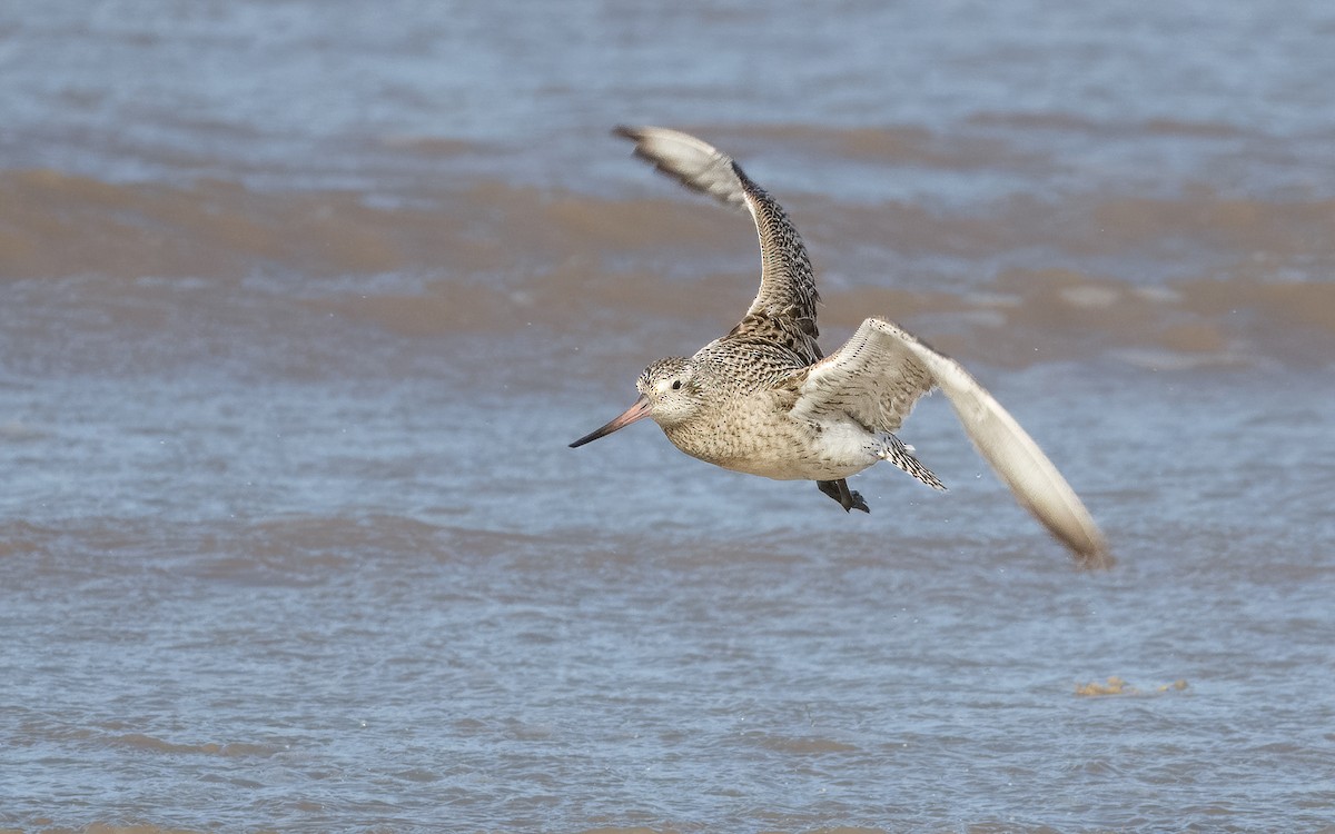 Bar-tailed Godwit - ML618061868