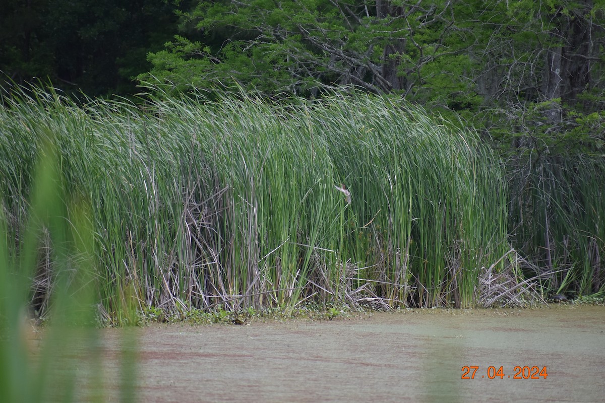 Least Bittern - ML618061885