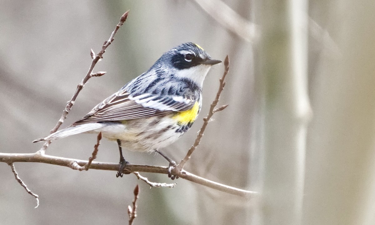 Yellow-rumped Warbler (Myrtle) - ML618061904