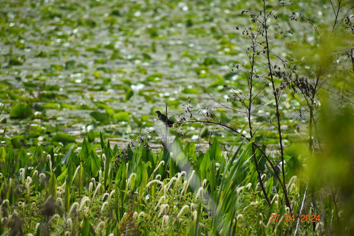 Red-winged Blackbird - ML618061929