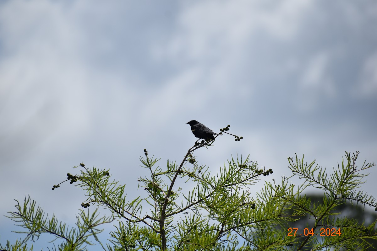 Red-winged Blackbird - ML618061930