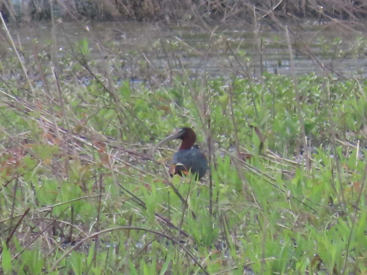 Glossy Ibis - ML618061935