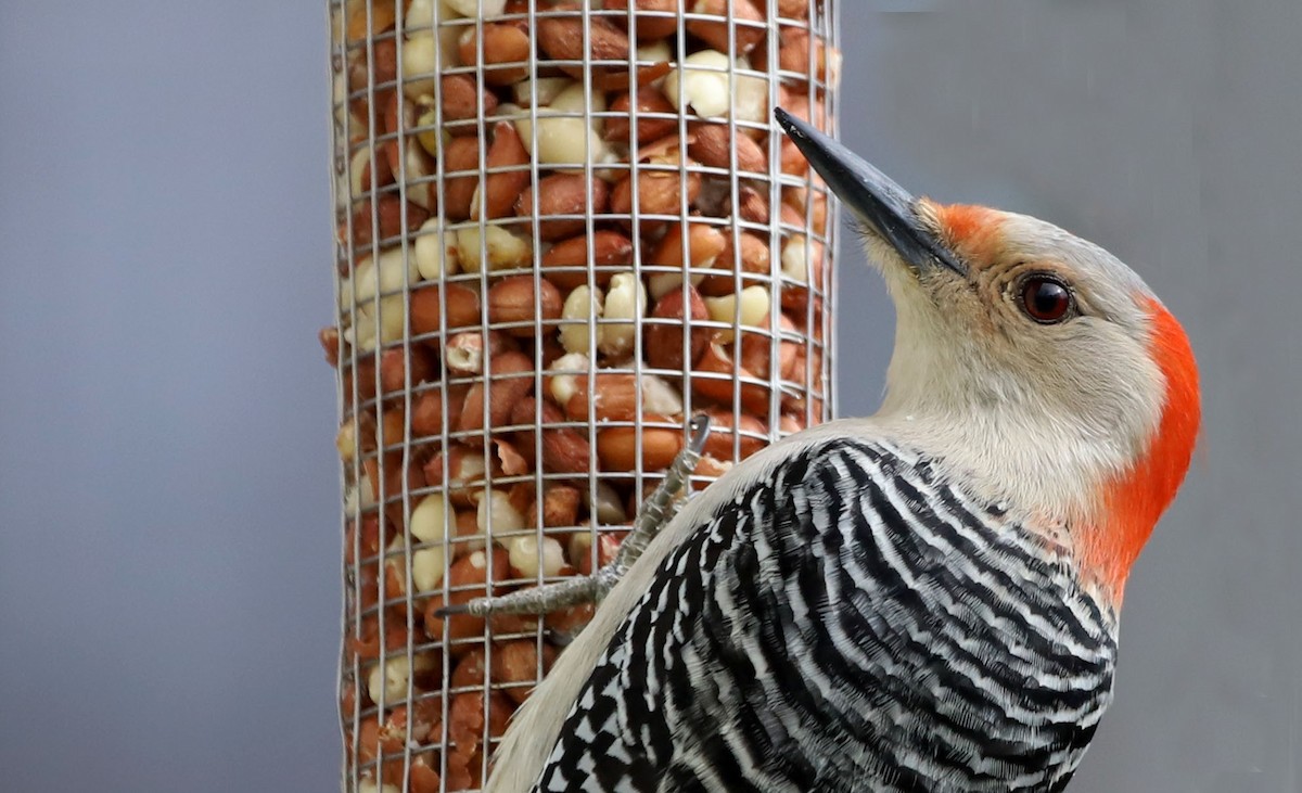 Red-bellied Woodpecker - ML618061939