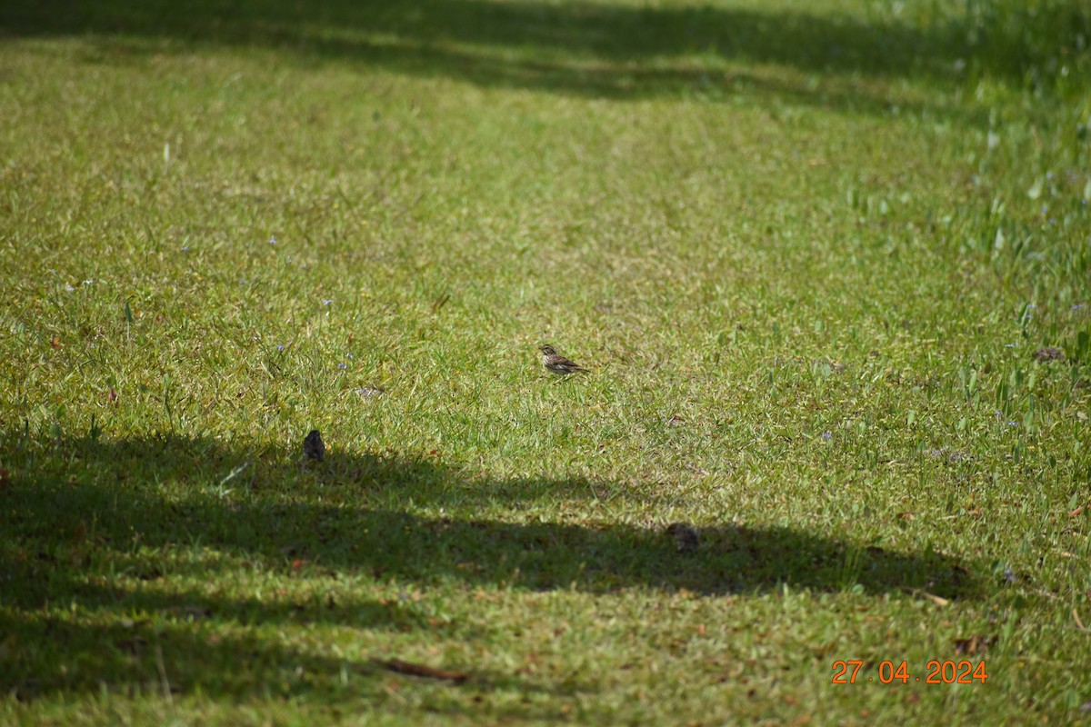 Savannah Sparrow - ML618061963