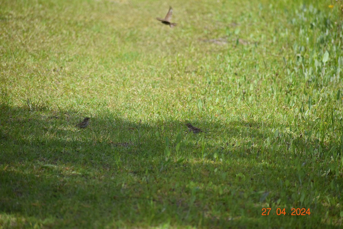 Savannah Sparrow - ML618061964