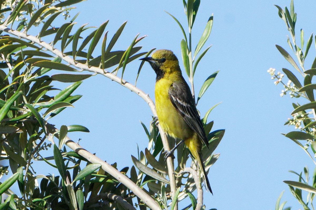 Orchard Oriole - Susanne Meyer