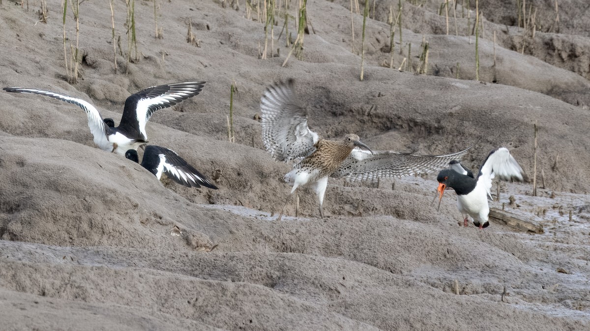 Eurasian Oystercatcher - ML618061981