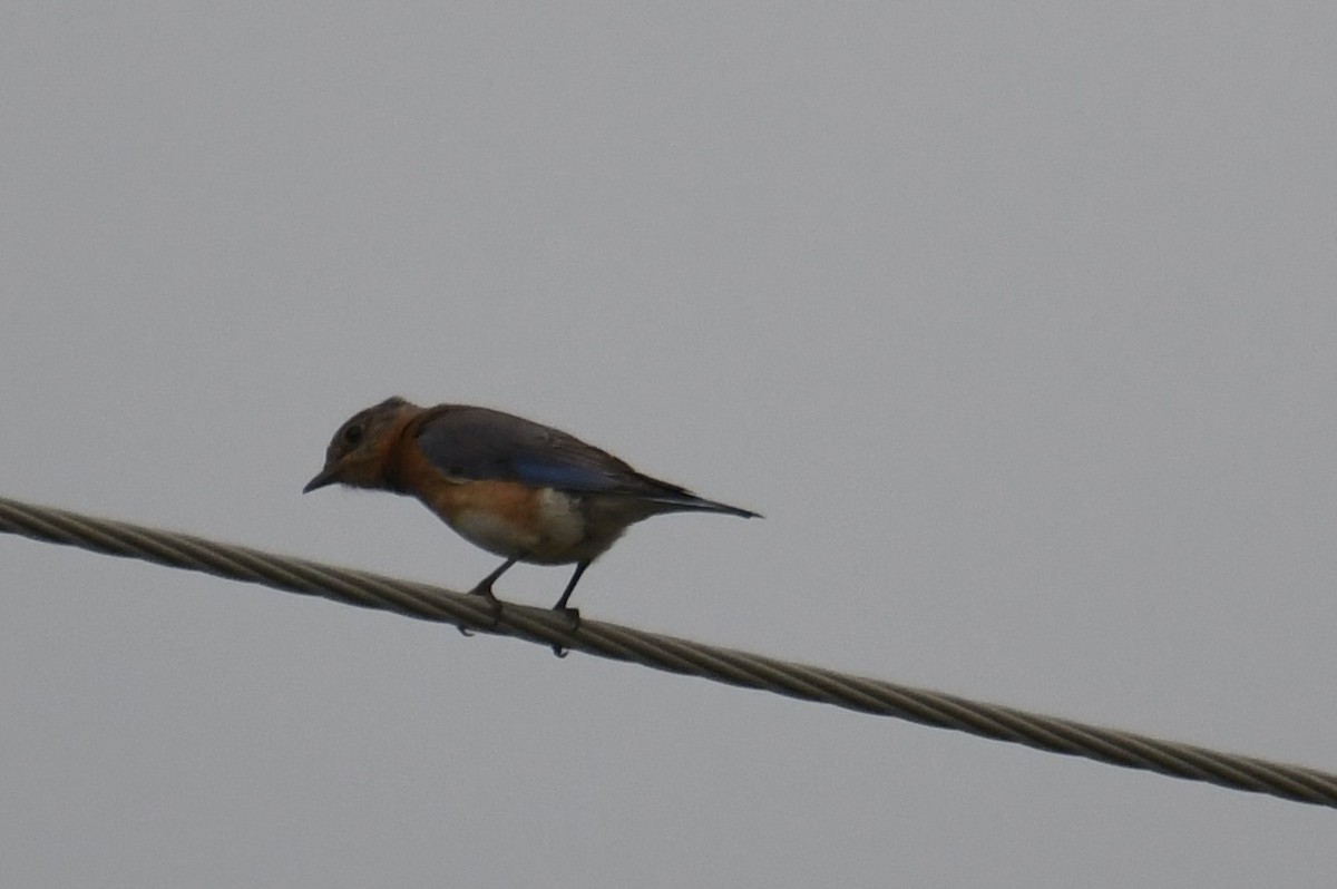 Eastern Bluebird - ML618061994