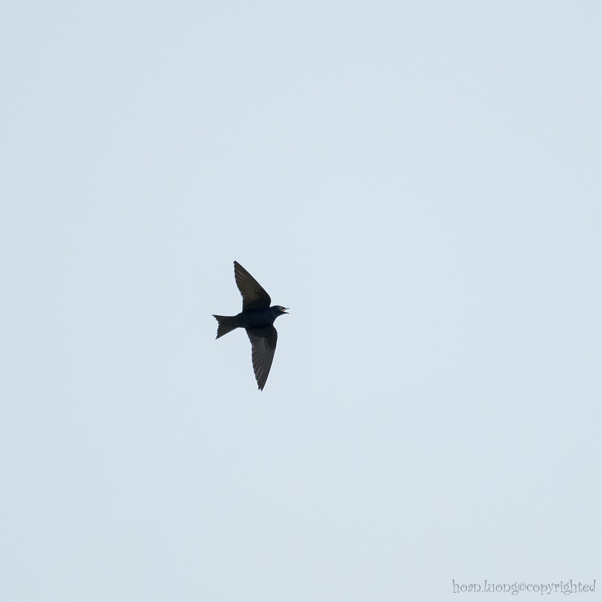 Purple Martin - ML618062017