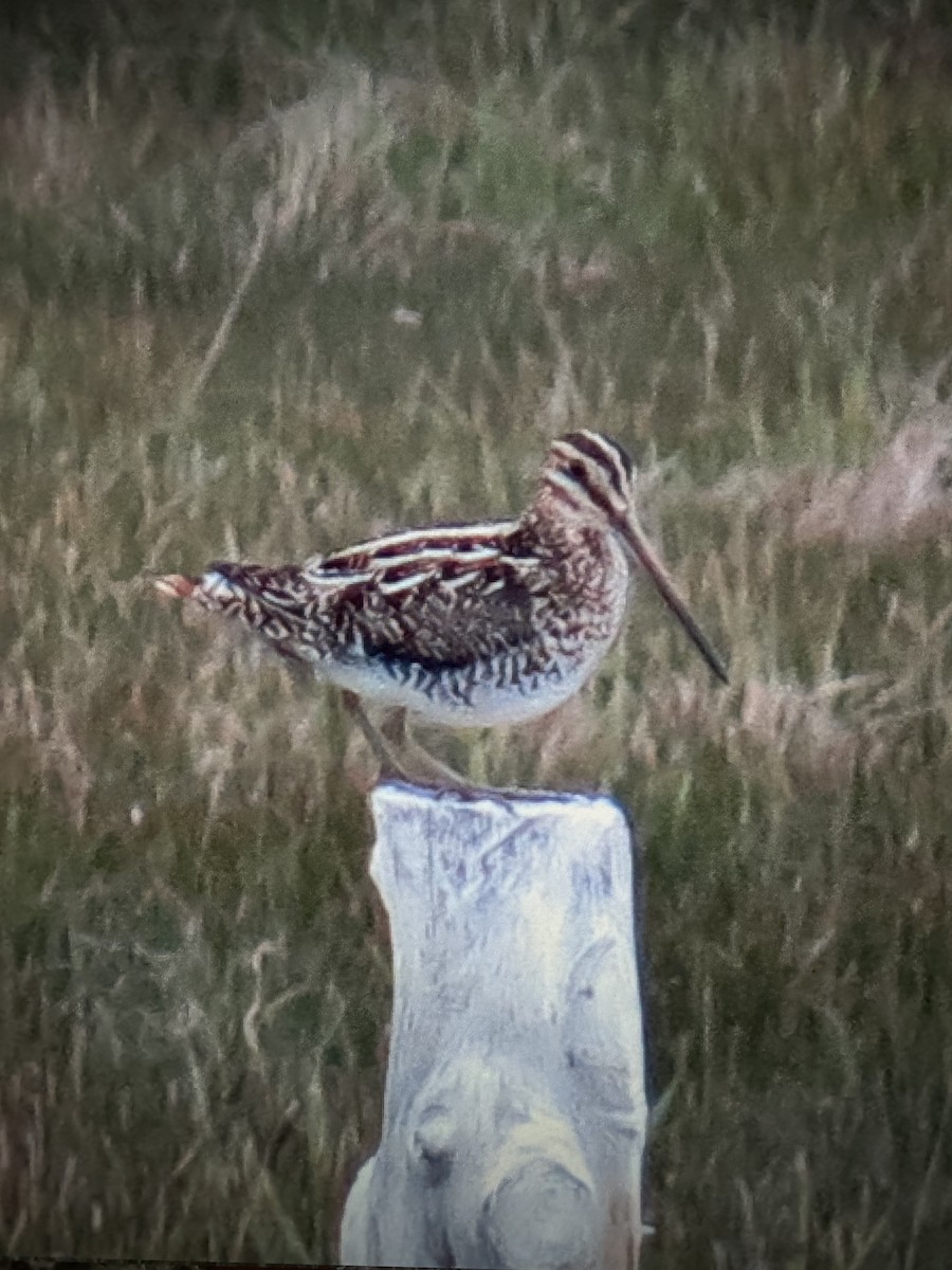 Wilson's Snipe - ML618062035