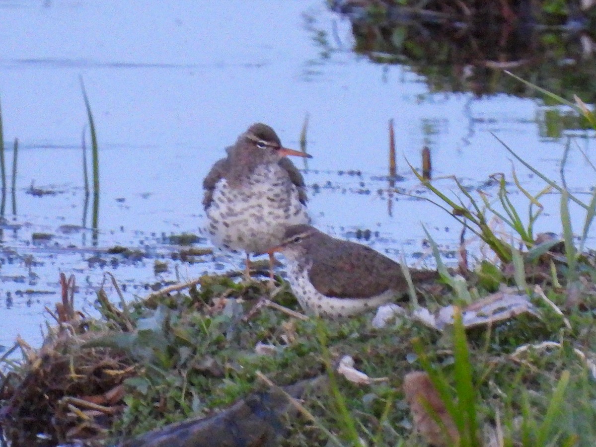 Spotted Sandpiper - ML618062060