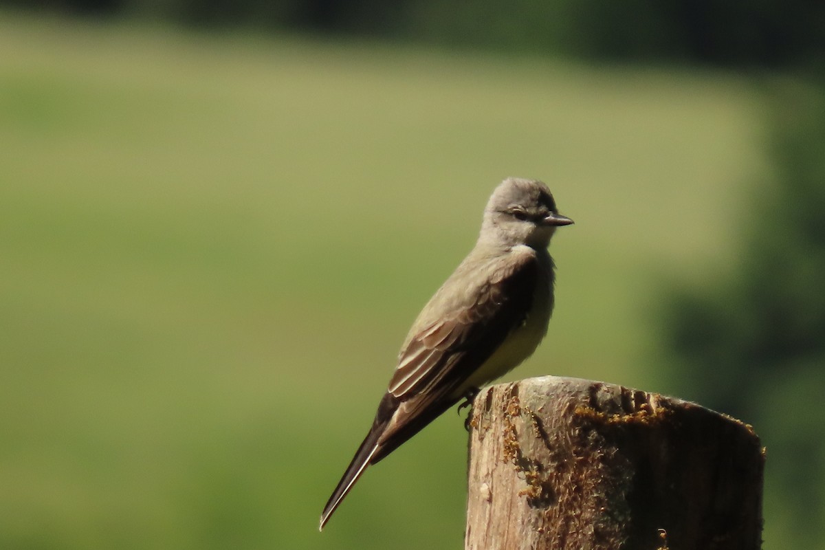 Western Kingbird - Carla Parkinson