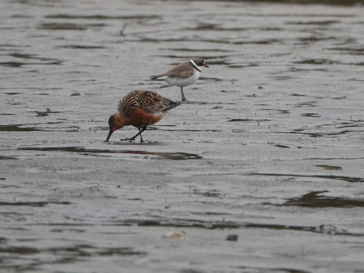 Semipalmated Plover - ML618062095