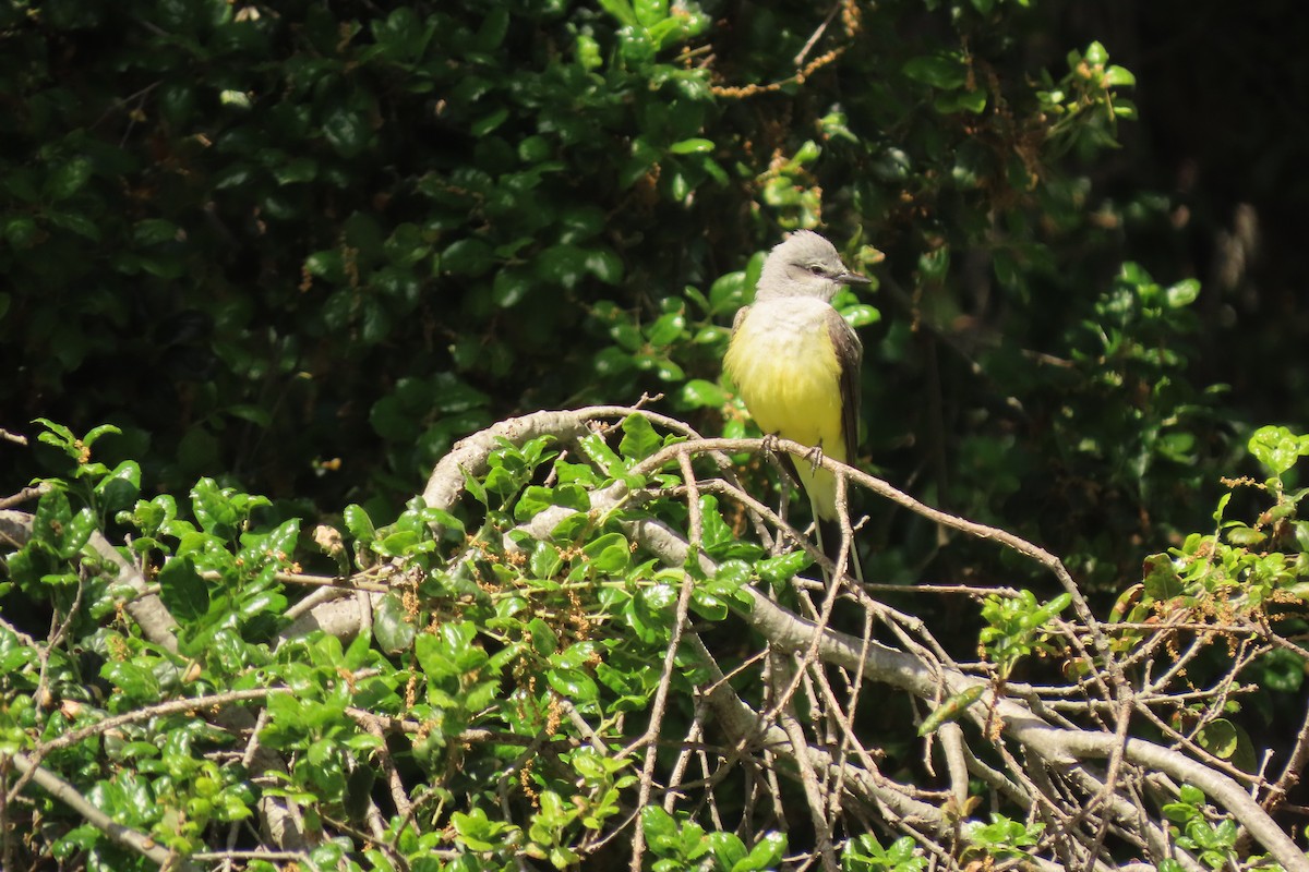 Western Kingbird - Carla Parkinson