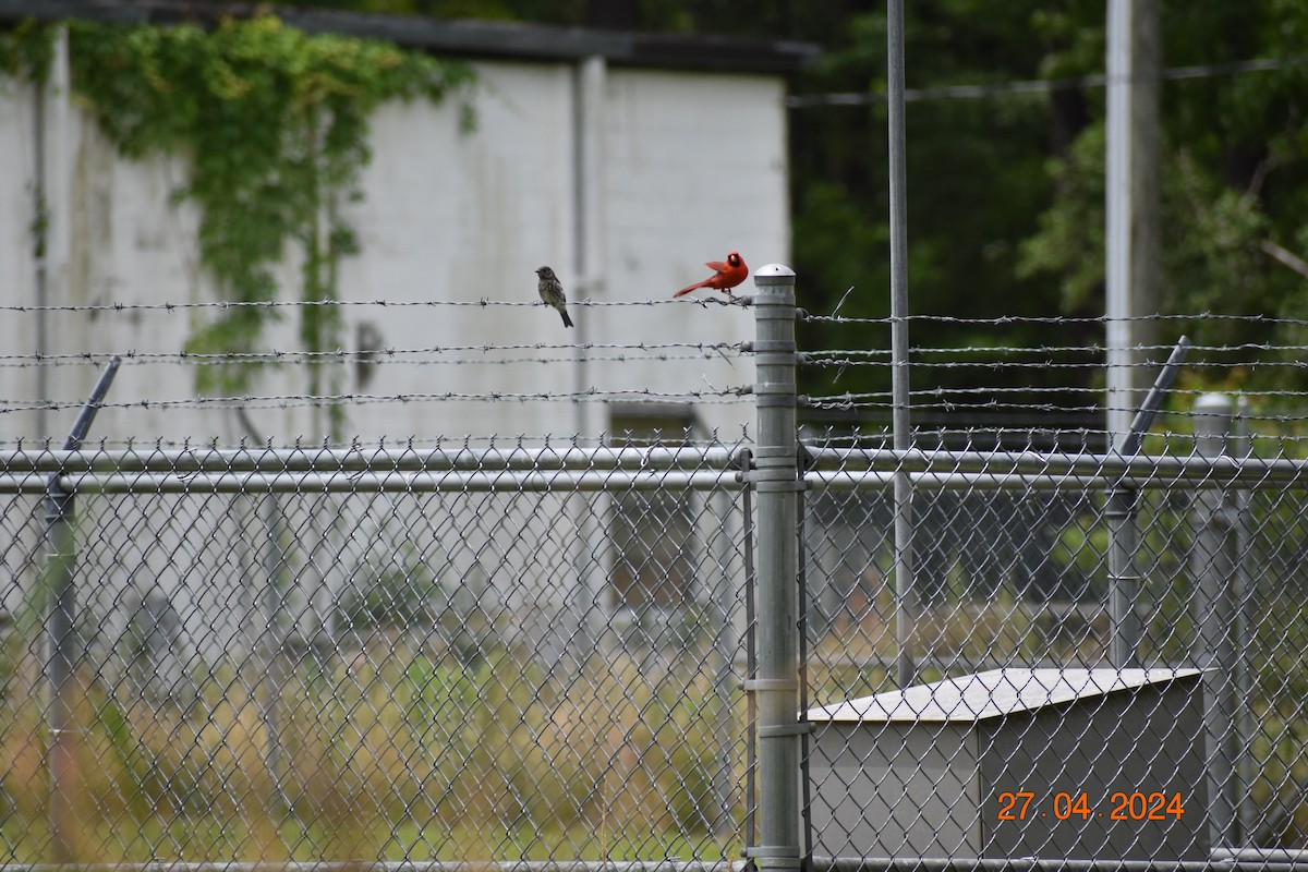 Northern Cardinal - ML618062140