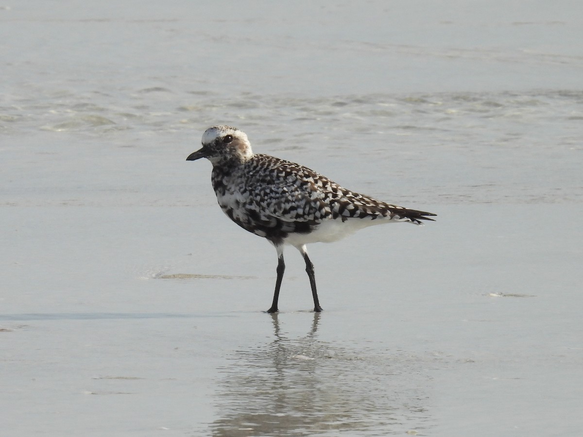 Black-bellied Plover - Cindy Leffelman