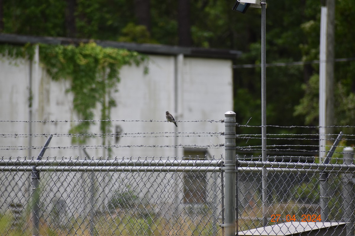 Eastern Bluebird - ML618062166