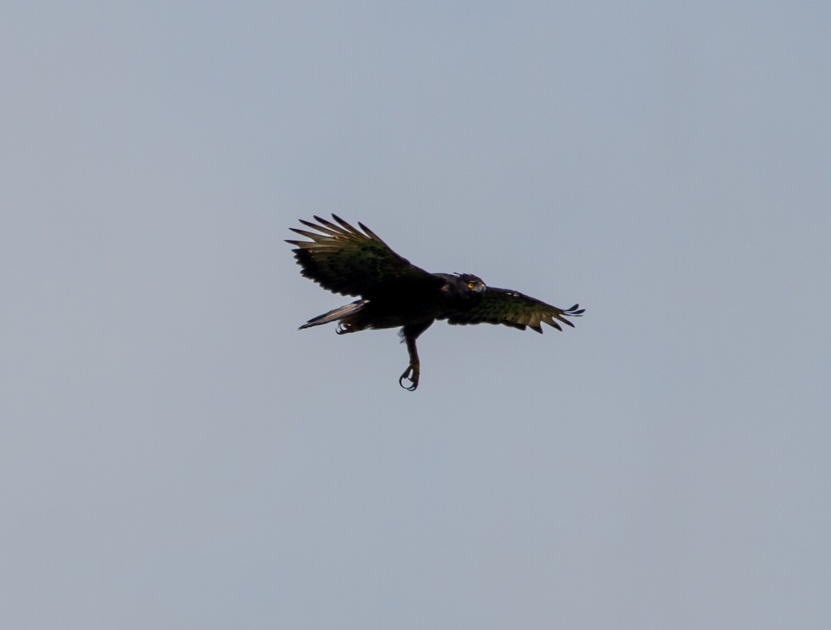 Águila Poma - ML618062183