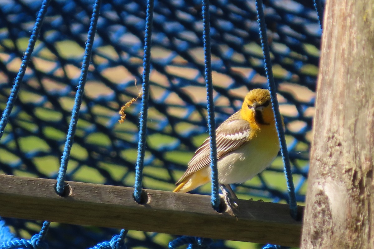 Bullock's Oriole - Carla Parkinson