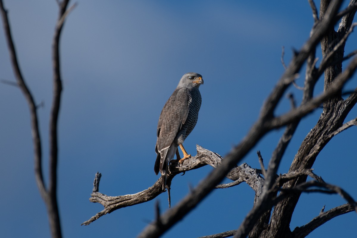 Graubussard - ML618062198