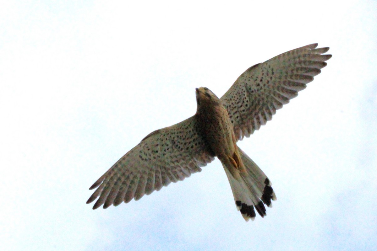 Eurasian Kestrel - ML618062224