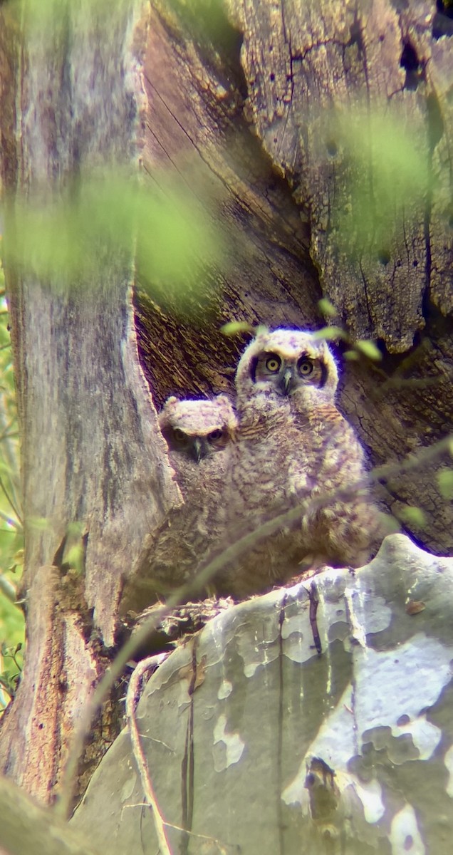 Great Horned Owl - ML618062253