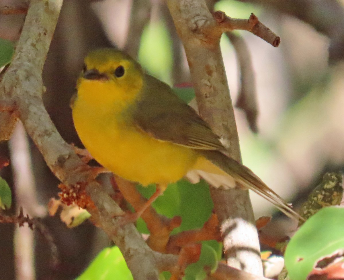 Hooded Warbler - Barbara Peterson