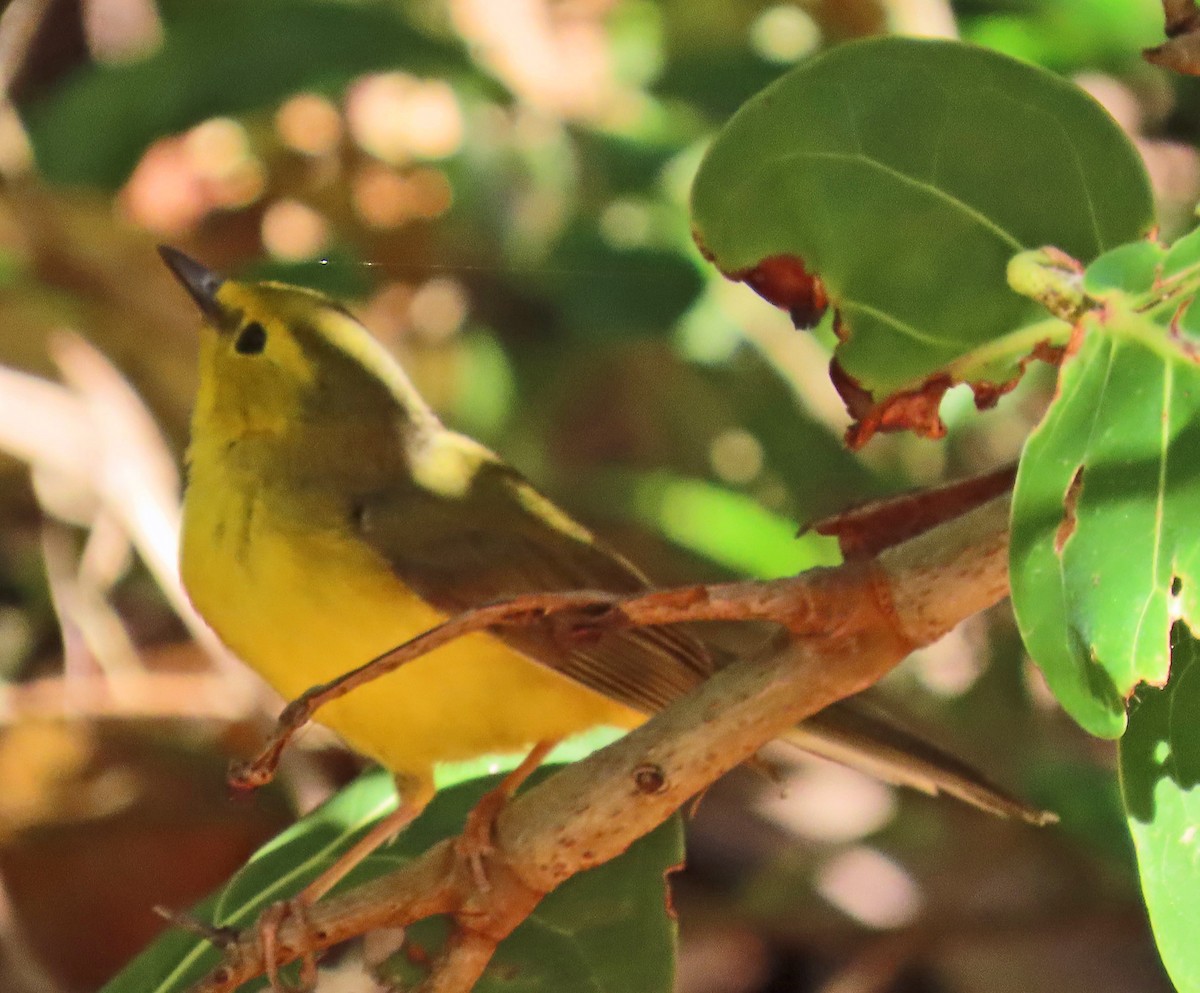 Hooded Warbler - Barbara Peterson