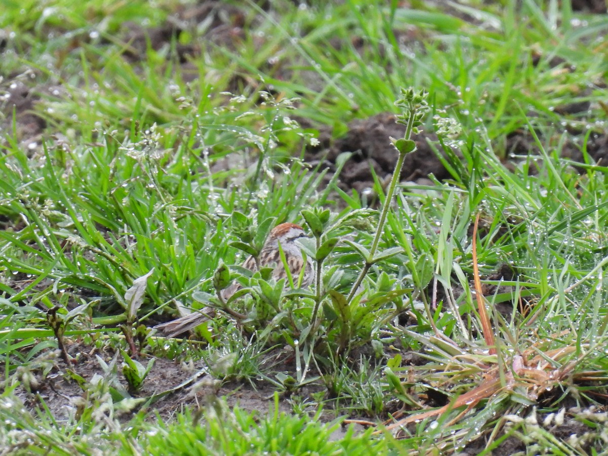 Chipping Sparrow - ML618062273